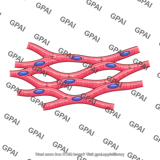Syncytial cardiac muscle