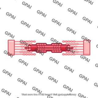 Sarcomere shortened