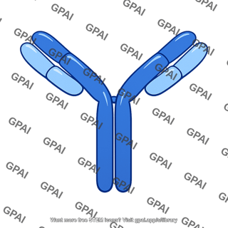 Igg antibody