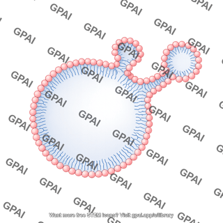 Membrane budding x large circle medium vesicle