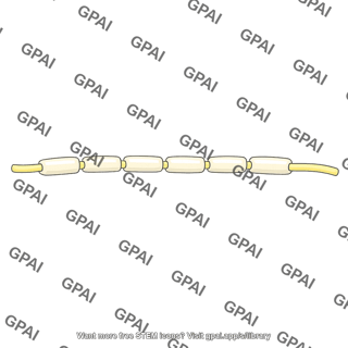Myelinated nerve fiber