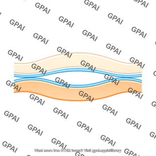 Basal lamina