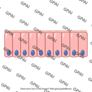 Jejunal epithelium