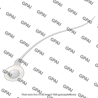 Sperm cell