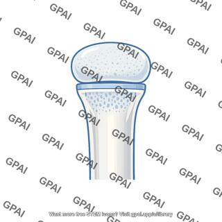 Bone epiphysis unfused
