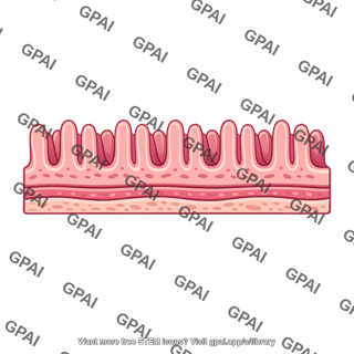Intestinal tract lining