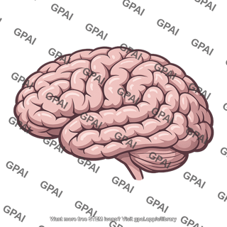 Human cerebral cortex