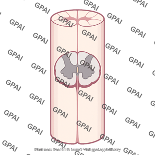 Spinal cord longitudinal cutaway