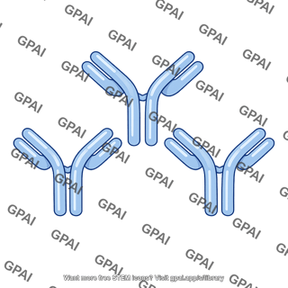 Rh immunoglobulin