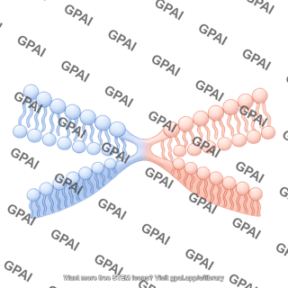 Hemifusion 3a hemifusing 1
