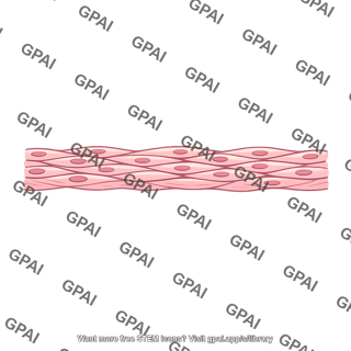 Mucosal muscle