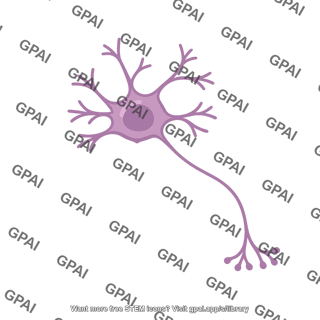 Inhibitory cell