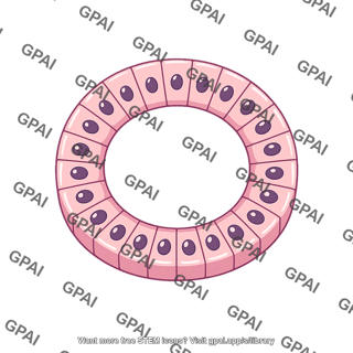 Ductal epithelium