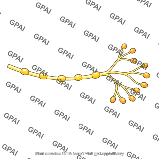 Acetylcholine secreting nerve fiber