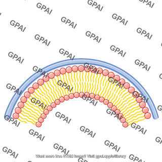 Arc membrane bilayer filled landscape