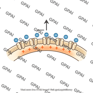 Excitatory postsynaptic potential membrane