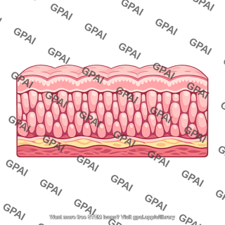 Antral stomach mucosa