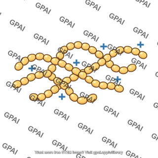 Polycationic dextran