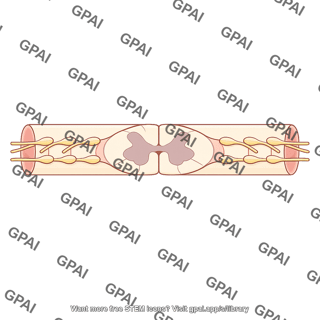 Spinal cord longitudinal cutaway with nerve roots