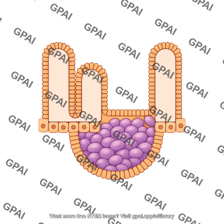 Intestinal epithelium peyer s patch 2