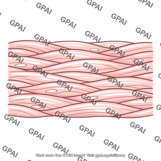 Dense connective tissue