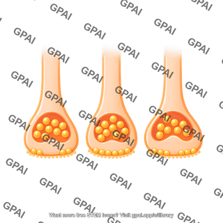 Pre synaptic membrane vesicle 3