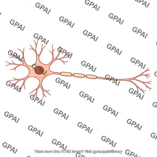 Multipolar neuron