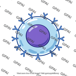 B lymphocyte activated