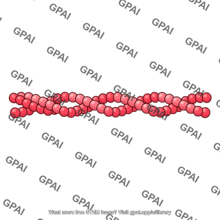 F actin filament