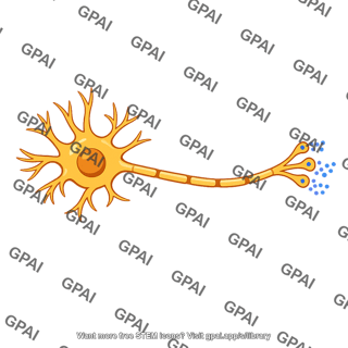 Neuron dopamine secreting