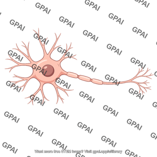 Multipolar neuron
