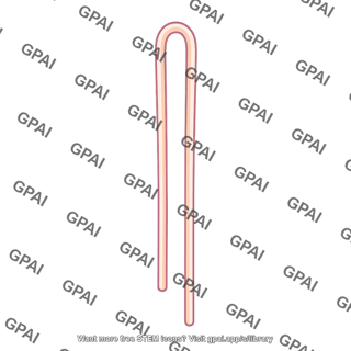 Thin loop of henle