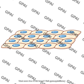 Lung vessel endothelium