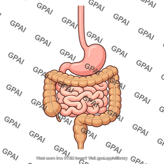 Gastrointestinal tract