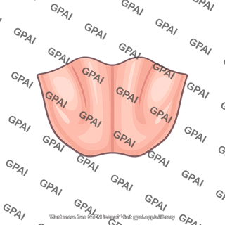 Ventral medullary surface