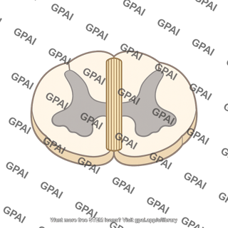 Medial motor system of spinal cord