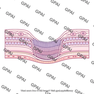 Retina foveal area