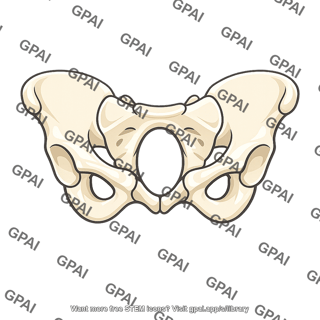 Human pelvis