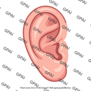 External ear