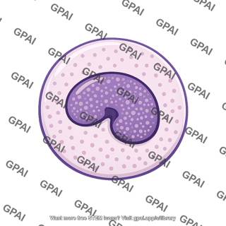 Neutrophil metamyelocyte