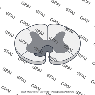 Spinal cord cross section