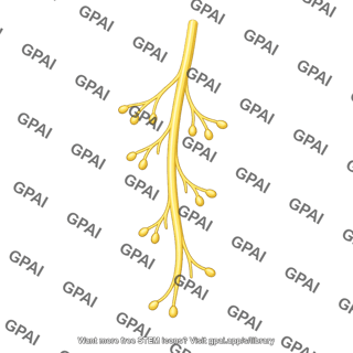 Vagal nerve fiber