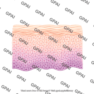 Epidermis without stratum lucidum