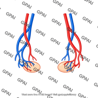 Ovarian vessel