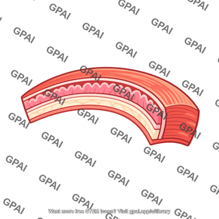 Gastrointestinal wall