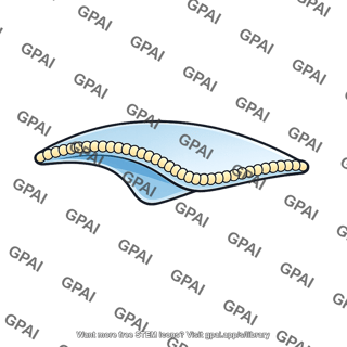 Photoreceptor membrane shelf