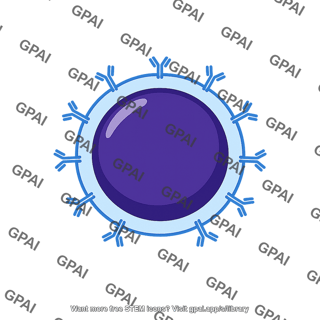 B lymphocyte with surface receptors