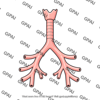 Anatomic dead space