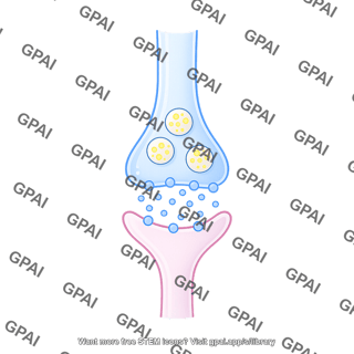 Synaptic cleft presynaptic membrane with a partial vesicle