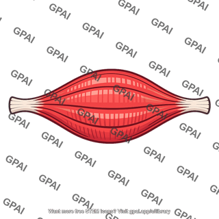 Skeletal muscle bundle